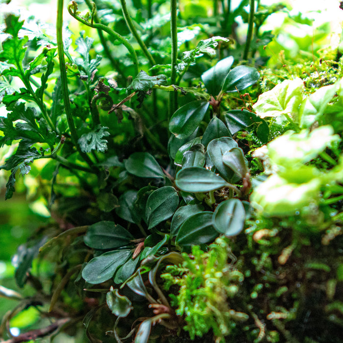 Bucephalandra Kedagang Round colony in a freshwater aquascape.