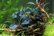 Bucephalandra Kedagang Round Bucephalandra - Buce Plant