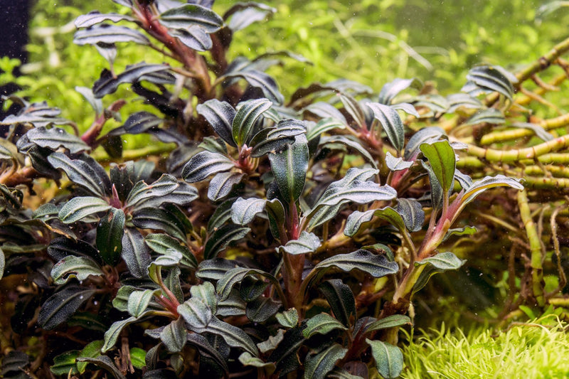 Bucephalandra Krivbass Bucephalandra - Buce Plant