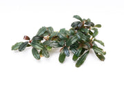 Bucephalandra Krivbass Bucephalandra - Buce Plant