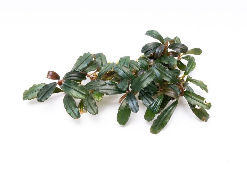 Bucephalandra Krivbass Bucephalandra - Buce Plant