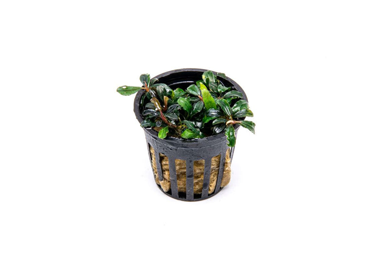 Bucephalandra Lamandau Mini Purple Pot Bucephalandra - Buce Plant