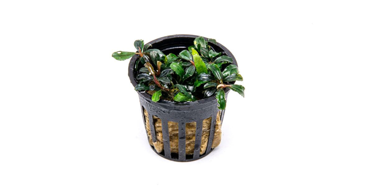 Bucephalandra Lamandau Mini Purple Pot for Aquascaping — Buce Plant
