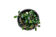 Bucephalandra Lamandau Mini Purple Pot Bucephalandra - Buce Plant