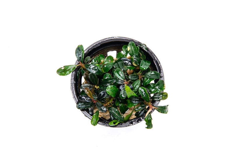 Bucephalandra Lamandau Mini Purple Pot Bucephalandra - Buce Plant