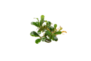 Bucephalandra Little Dagger Bucephalandra - Buce Plant