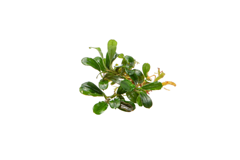 Bucephalandra Little Dagger Bucephalandra - Buce Plant