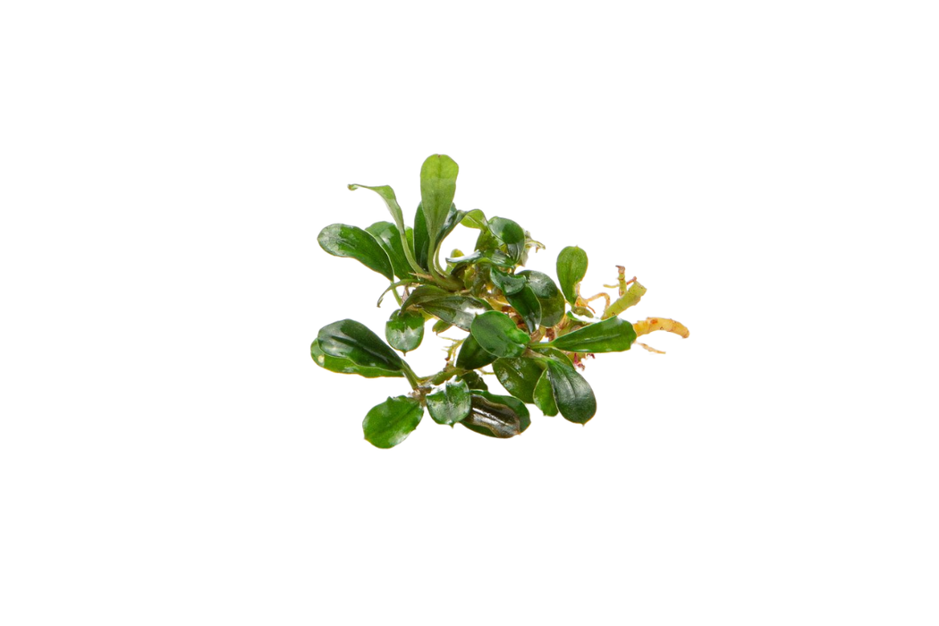 Bucephalandra Little Dagger aquarium plant showing small pointed leaves