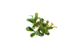 Bucephalandra Little Dagger aquarium plant showing small pointed leaves