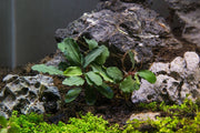 Bucephalandra Magnum Blue Bucephalandra - Buce Plant