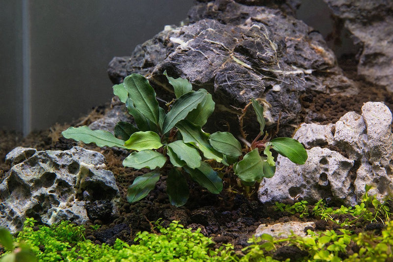 Bucephalandra Magnum Blue Bucephalandra - Buce Plant