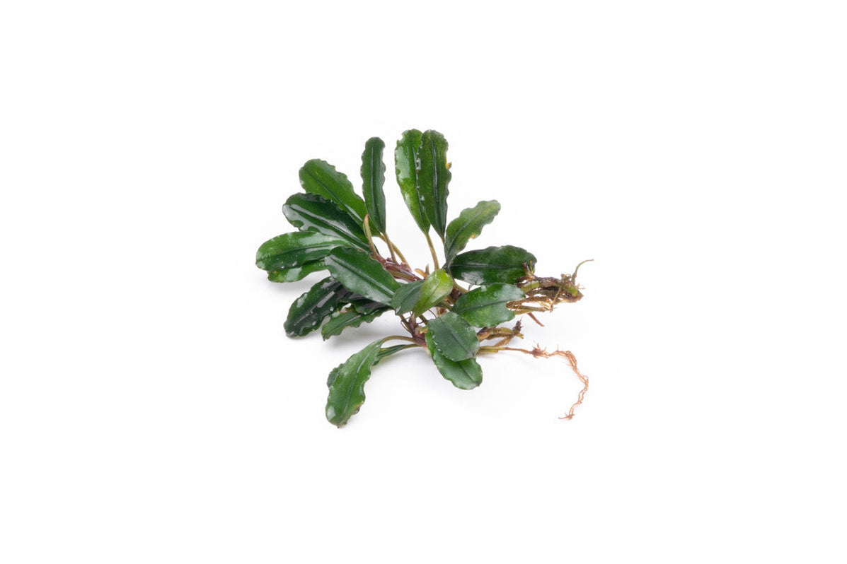 Bucephalandra Melawi Blue — Buce Plant