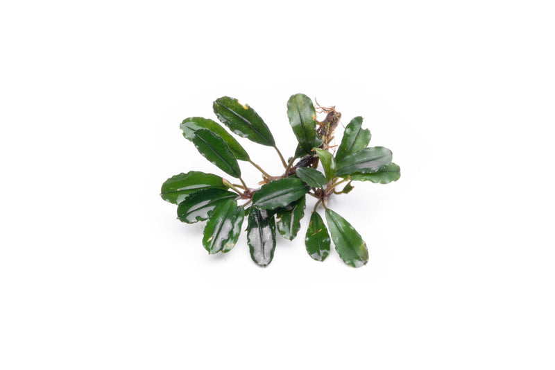 Bucephalandra Melawi Blue Bucephalandra - Buce Plant