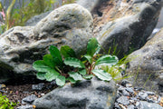 Bucephalandra Melawi Blue Bucephalandra - Buce Plant