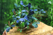 Bucephalandra Brownie Phantom Bucephalandra - Buce Plant