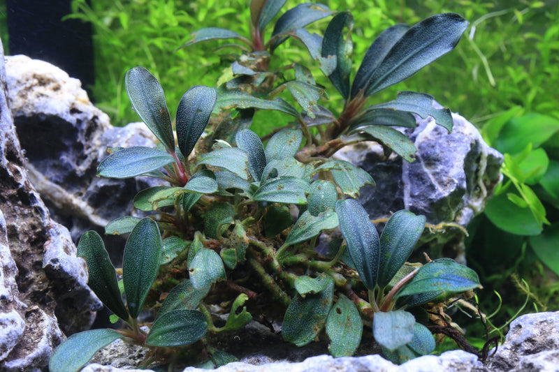 Bucephalandra Deep Purple Bucephalandra - Buce Plant
