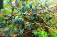 Krivbass - Buce Plant