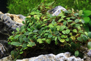 Bucephalandra Mini Coin Bucephalandra - Buce Plant