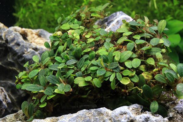 Bucephalandra Mini Coin Bucephalandra - Buce Plant