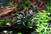 Bucephalandra Velvet 3 Color Pot Bucephalandra - Buce Plant