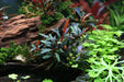 Velvet 3 Color - Buce Plant
