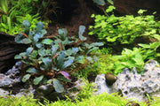 Bucephalandra Bronze Red Bucephalandra - Buce Plant