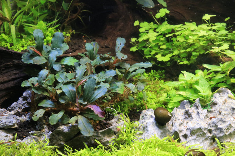 Bucephalandra Bronze Red Bucephalandra - Buce Plant