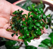 Bucephalandra Mini Coin Pot Aquatic Plant - Buce Plant