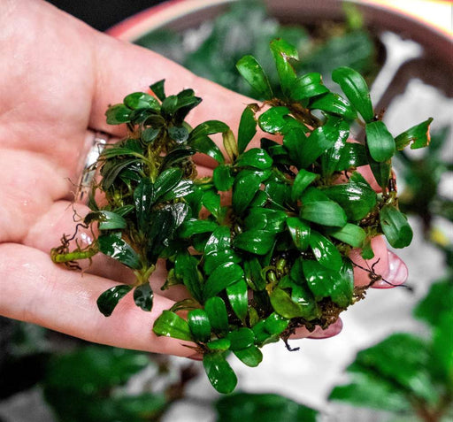 Bucephalandra Mini Coin Pot Aquatic Plant - Buce Plant