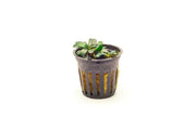Bucephalandra Mini Coin Pot Aquatic Plant - Buce Plant