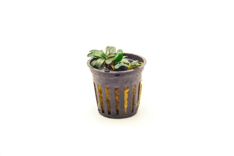 Bucephalandra Mini Coin Pot Aquatic Plant - Buce Plant