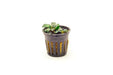 Bucephalandra Mini Coin Pot - BucePlant.com