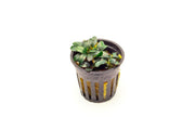 Bucephalandra Mini Coin Pot Aquatic Plant - Buce Plant