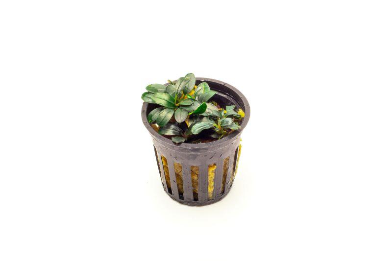 Bucephalandra Mini Coin Pot Aquatic Plant - Buce Plant