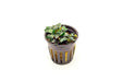 Bucephalandra Mini Coin Pot - BucePlant.com