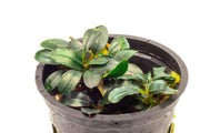 Bucephalandra Mini Coin Pot Aquatic Plant - Buce Plant