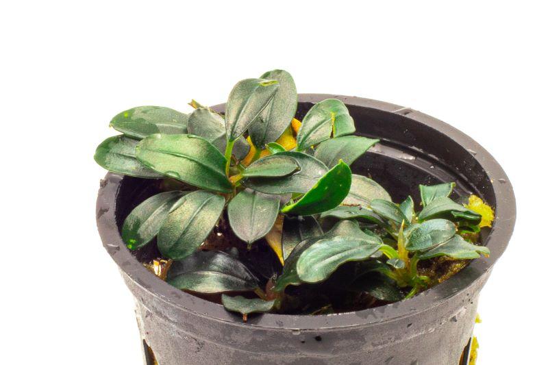 Bucephalandra Mini Coin Pot Aquatic Plant - Buce Plant