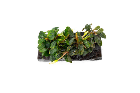 Bucephalandra Mix on Driftwood Aquarium Plant Decor