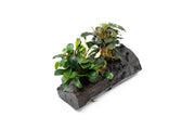 Bucephalandra Mix on Driftwood (Farmed) Aquatic Plant - Buce Plant
