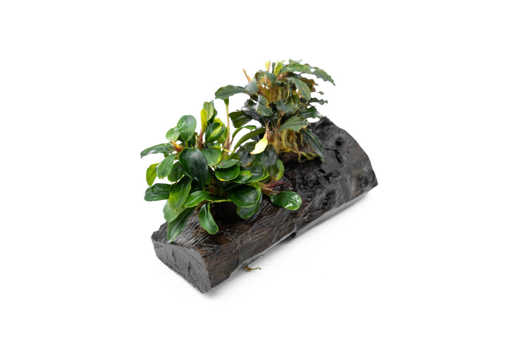 Bucephalandra Mix on Driftwood Aquarium Plant Decor — Buce Plant