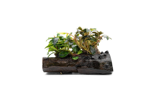 Side view of Bucephalandra Mix on Driftwood (Farmed)