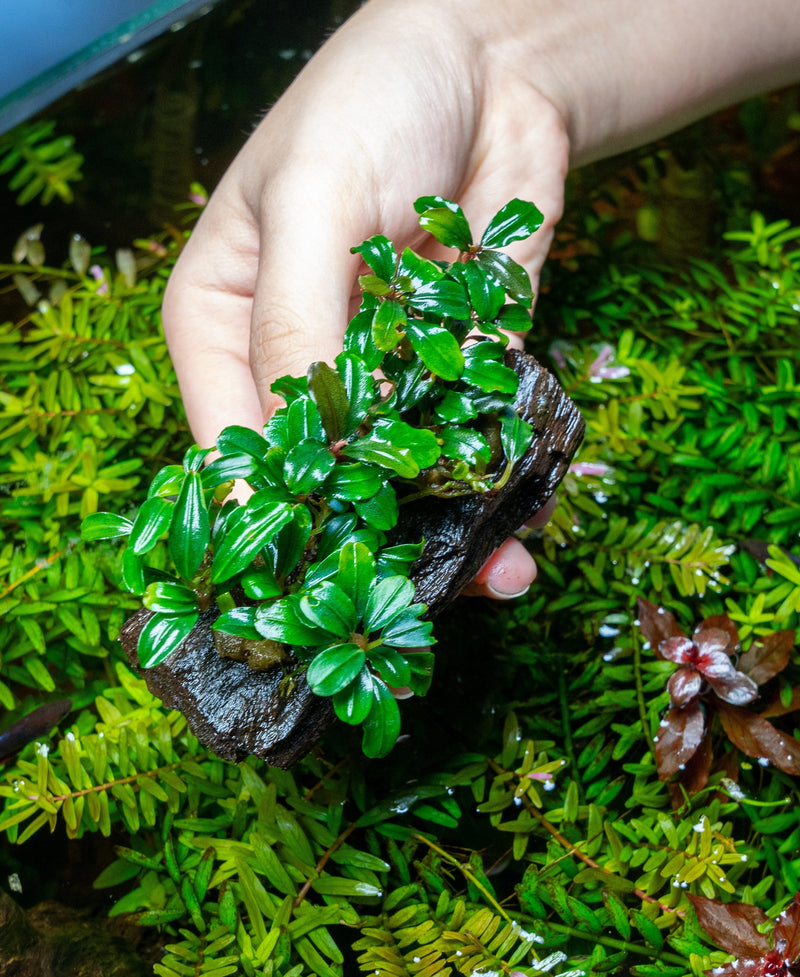 Bucephalandra Mix on Driftwood (Farmed) Aquatic Plant - Buce Plant