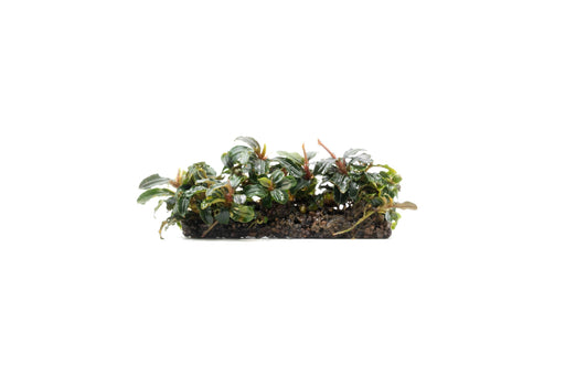 Bucephalandra Mix on Stone Aquarium Plant Decor — Buce Plant