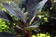 Bucephalandra Dark Skeleton King Bucephalandra - Buce Plant
