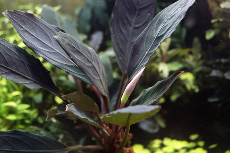 Bucephalandra Dark Skeleton King Bucephalandra - Buce Plant