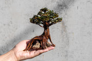 Bucephalandra plant growing on a miniature bonsai tree, showcasing lush green foliage and detailed root structure.