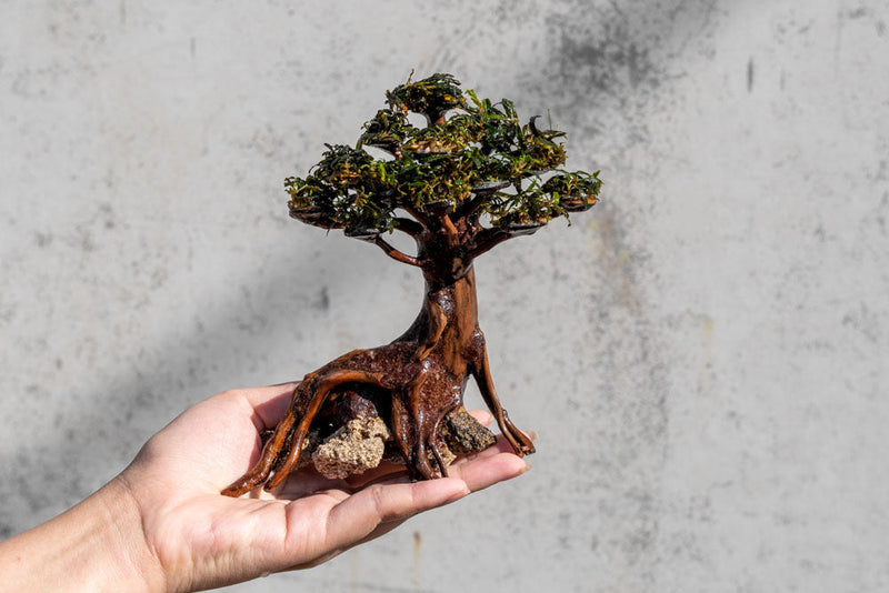 Bucephalandra plant growing on a miniature bonsai tree, showcasing lush green foliage and detailed root structure.