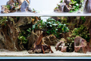 Bucephalandra plant growing on a miniature bonsai tree, showcasing lush green foliage and intricate root details.