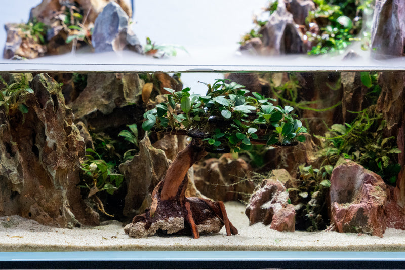 Bucephalandra plant growing on a miniature bonsai tree, showcasing lush green foliage and intricate root details.