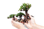 Bucephalandra plant growing on a bonsai tree, showcasing lush green leaves on a decorative miniature tree.